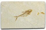 Bargain, Fossil Fish (Diplomystus) - Wyoming #355597-1